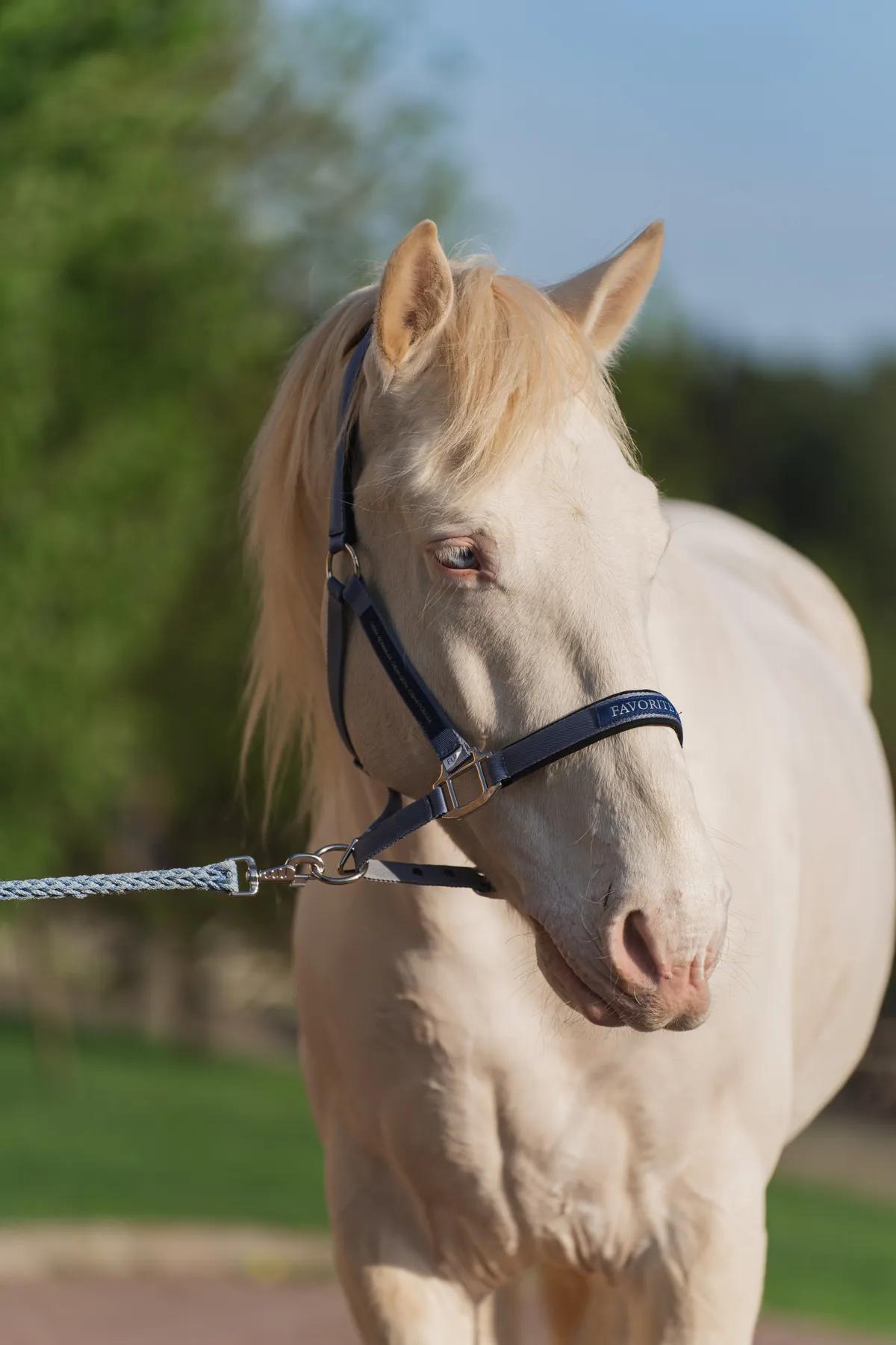 Недоуздок FAVORITE HORSE Comfort (голубой)