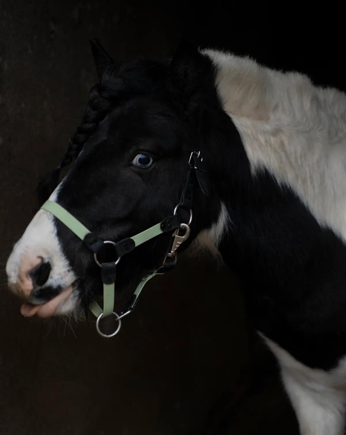 Недоуздок из биотана pony