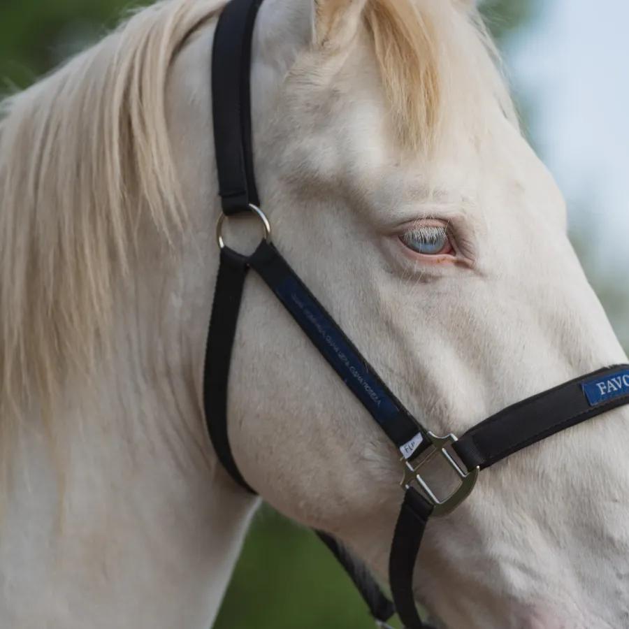 Недоуздок FAVORITE HORSE Comfort 