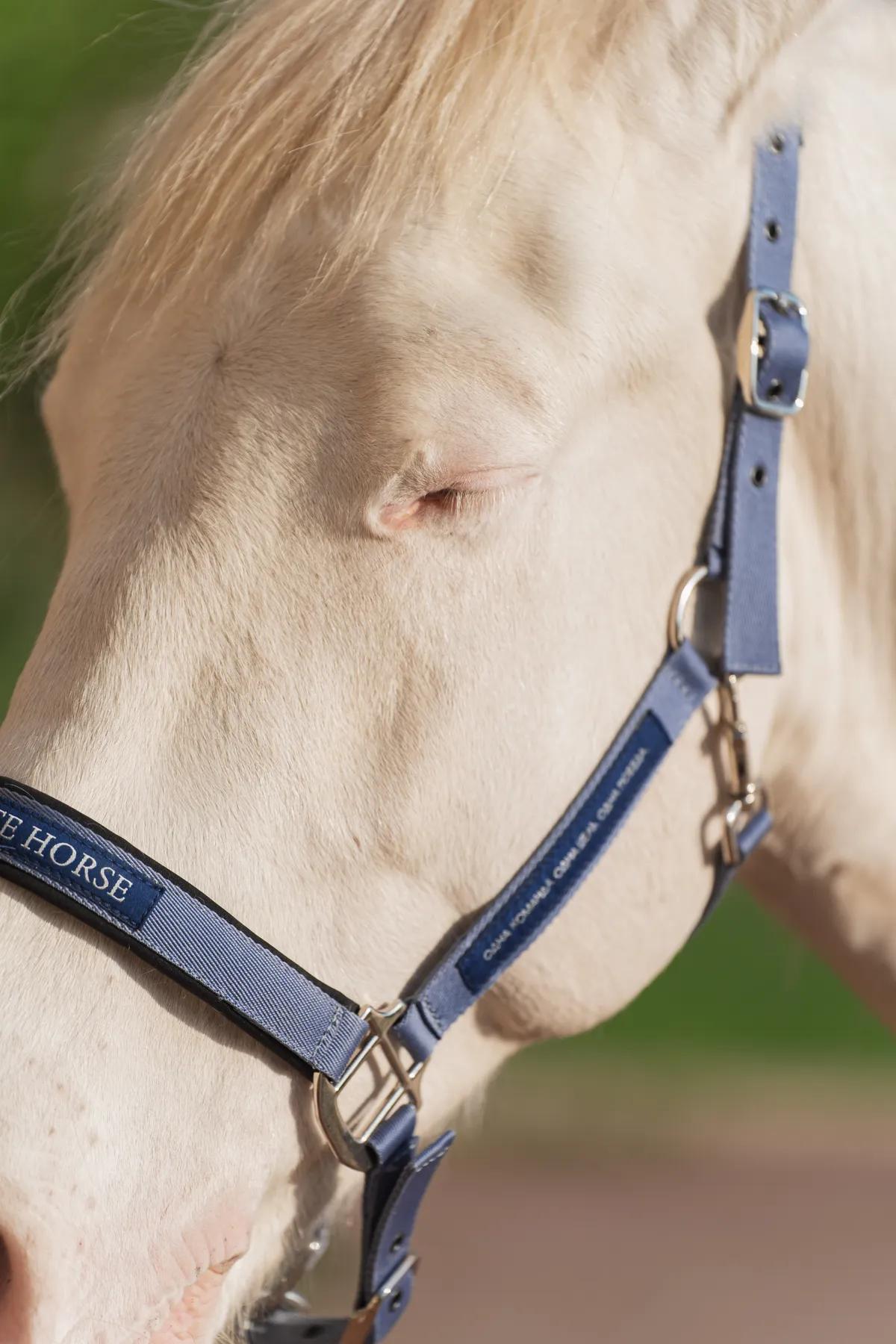 Недоуздок FAVORITE HORSE Comfort (голубой)