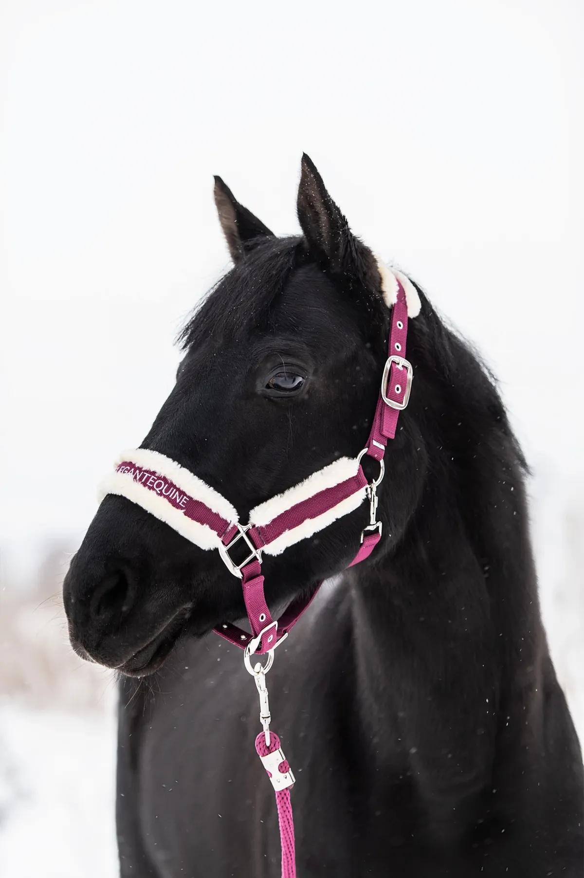 Недоуздок с искусственным мехом и чомбур из коллекции Magic II от Elegant Equine