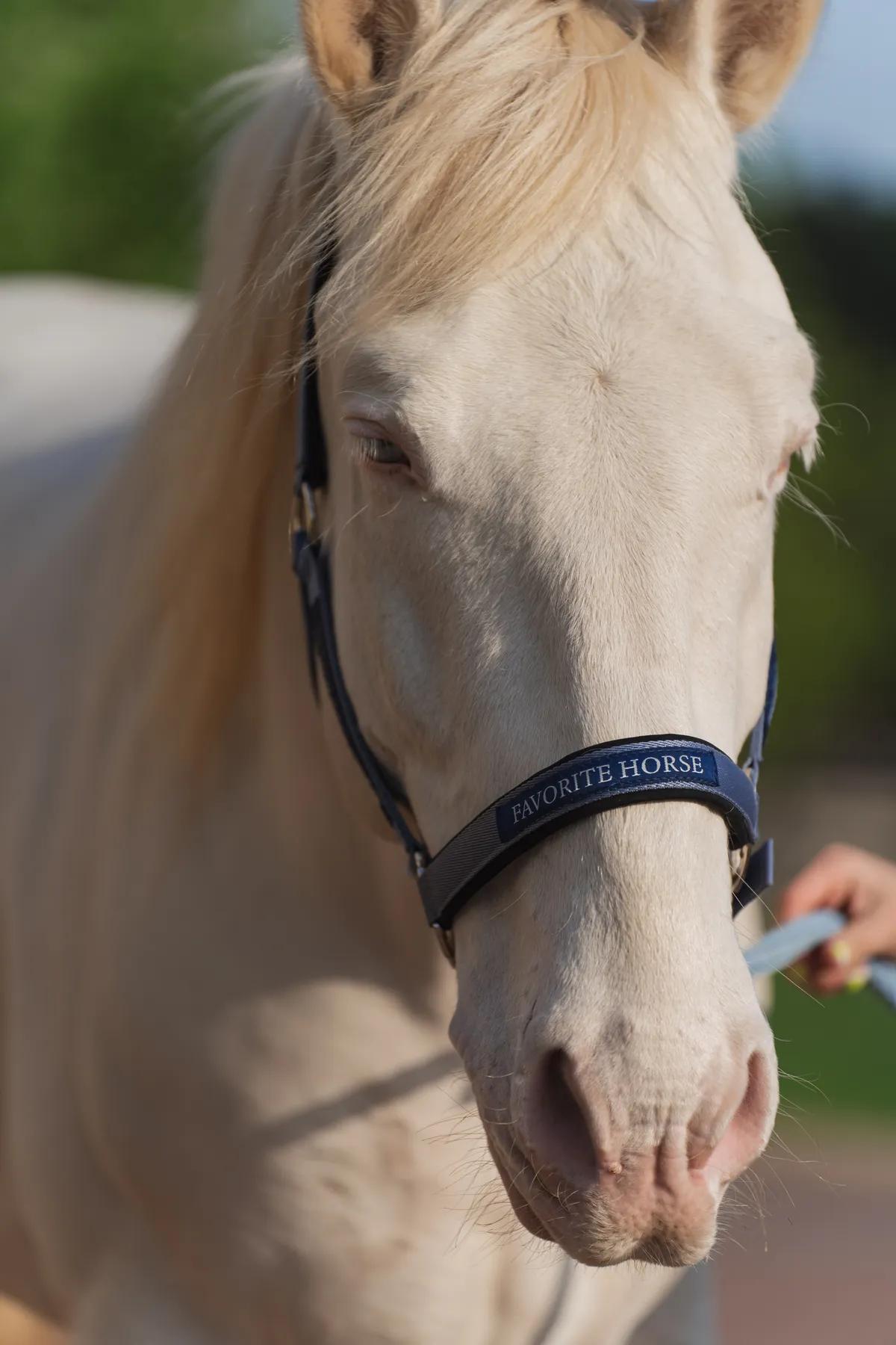 Недоуздок FAVORITE HORSE Comfort (голубой)