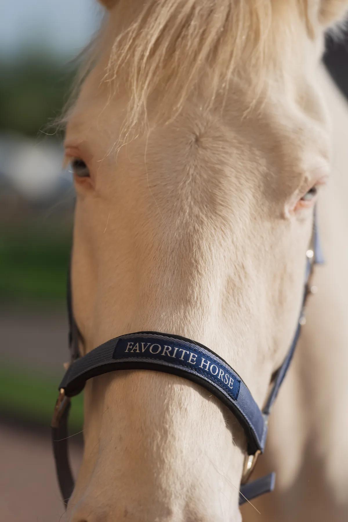 Недоуздок FAVORITE HORSE Comfort (голубой)