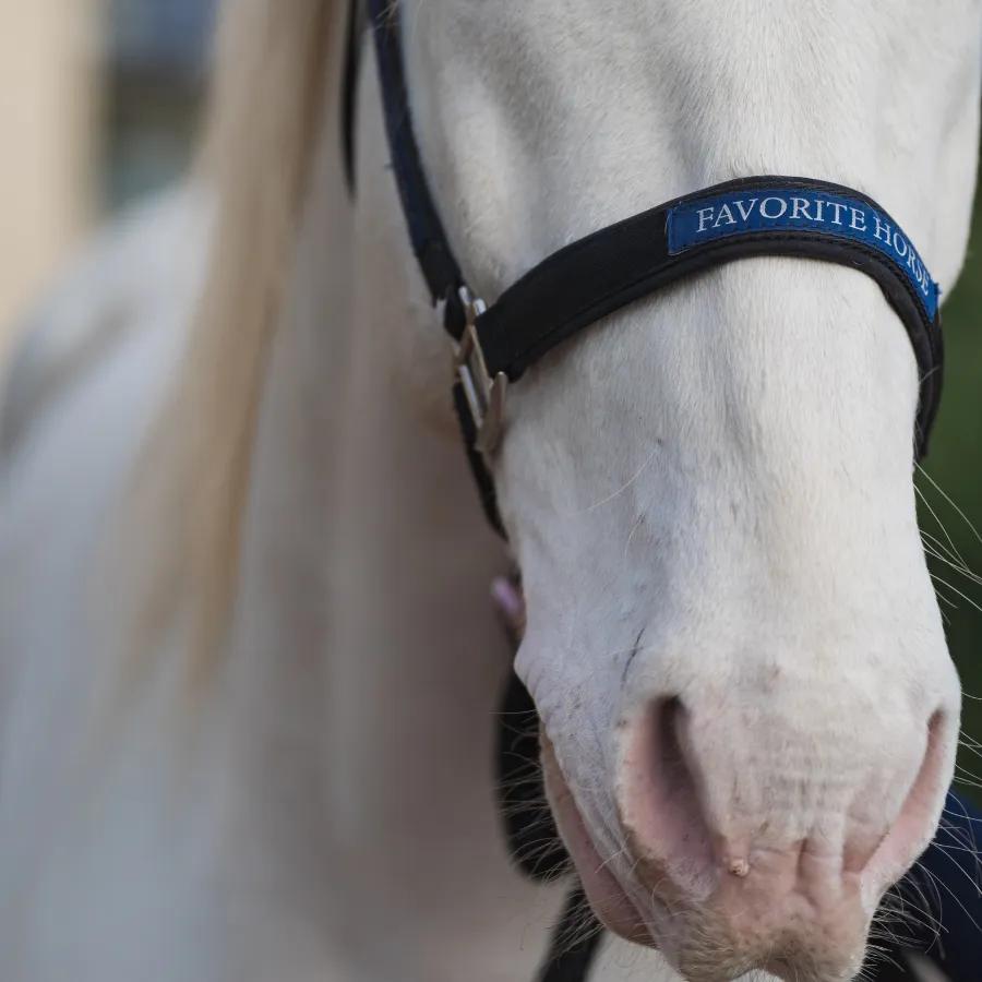 Недоуздок FAVORITE HORSE Comfort 