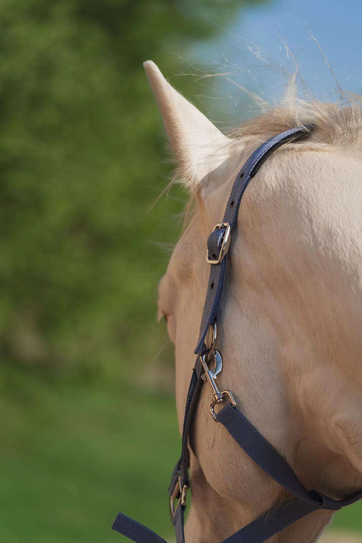 Недоуздок FAVORITE HORSE Comfort (голубой)
