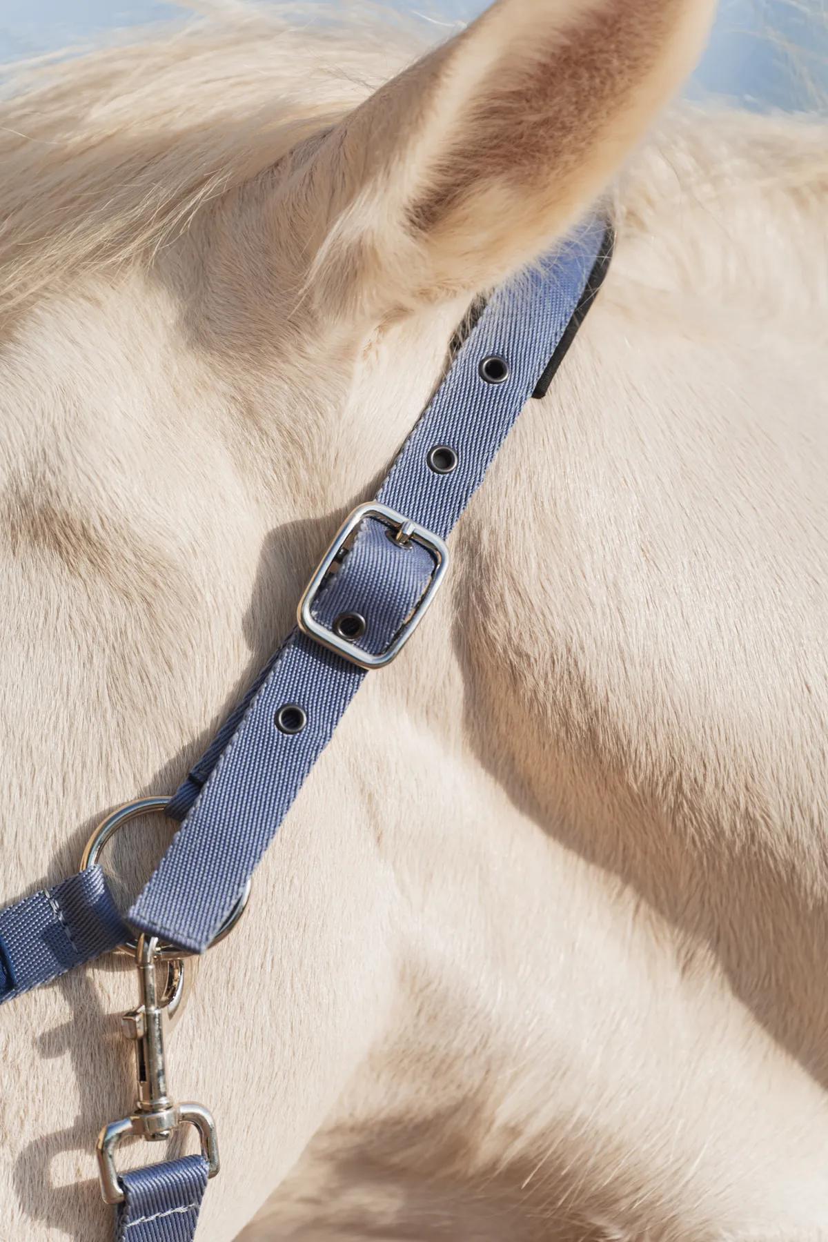 Недоуздок FAVORITE HORSE Comfort (голубой)
