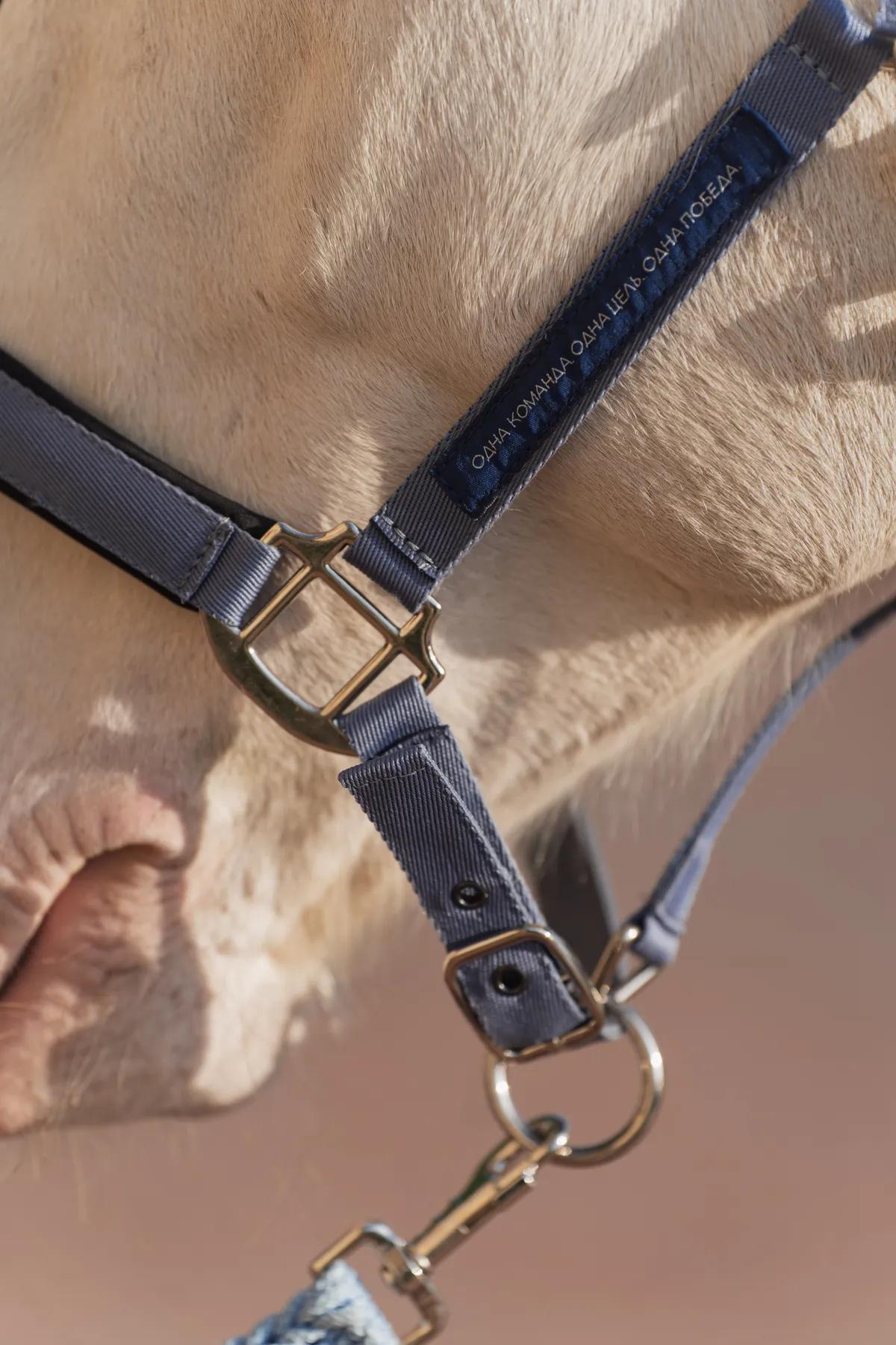 Недоуздок FAVORITE HORSE Comfort (голубой)