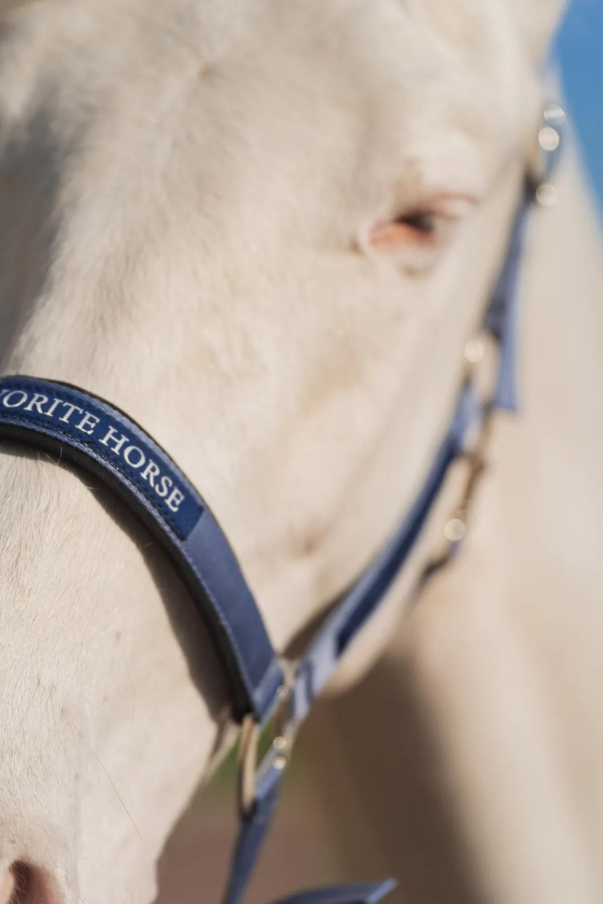 Недоуздок FAVORITE HORSE Comfort (голубой)