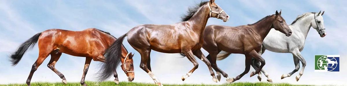 Баннер магазина Планета животных