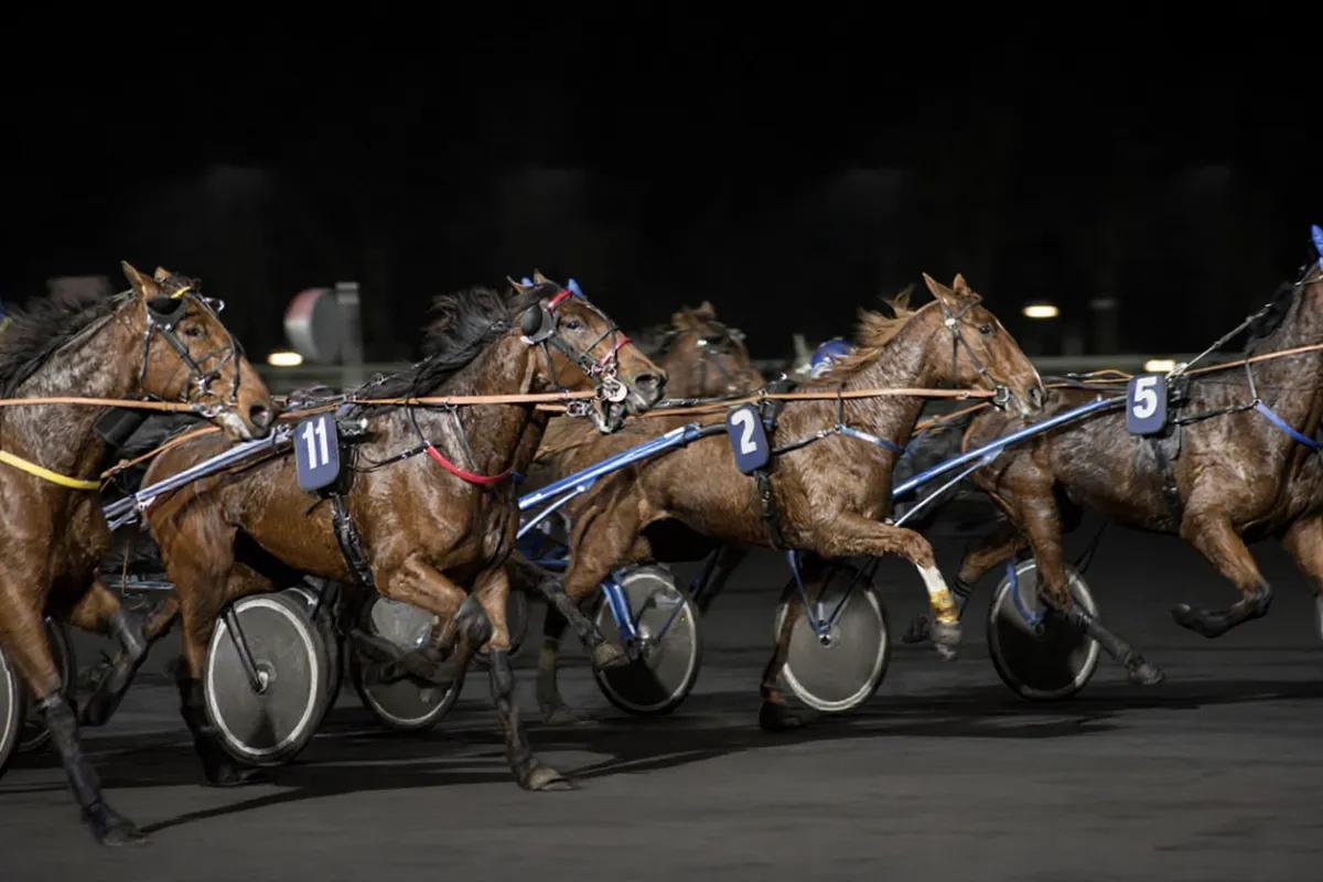 Баннер магазина Конная-Амуниция Подкова