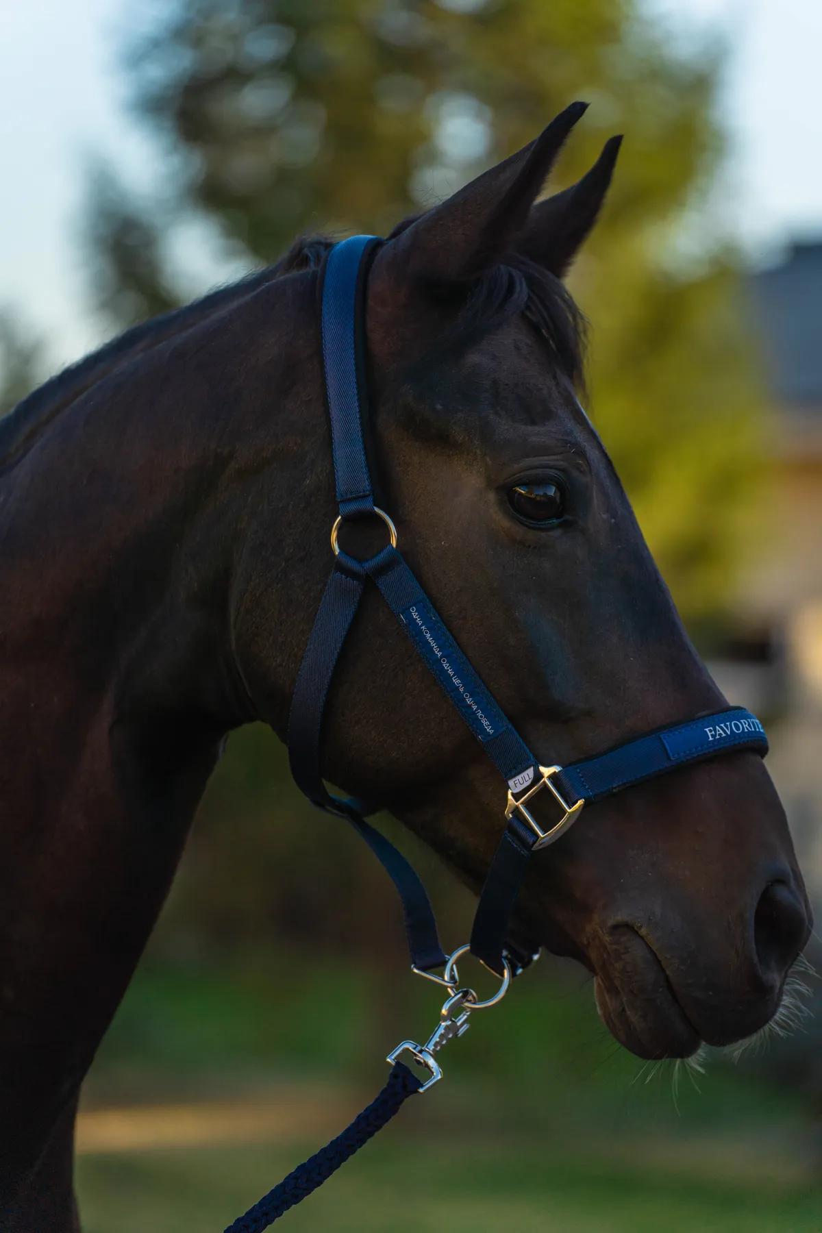Недоуздок FAVORITE HORSE Comfort (синий)