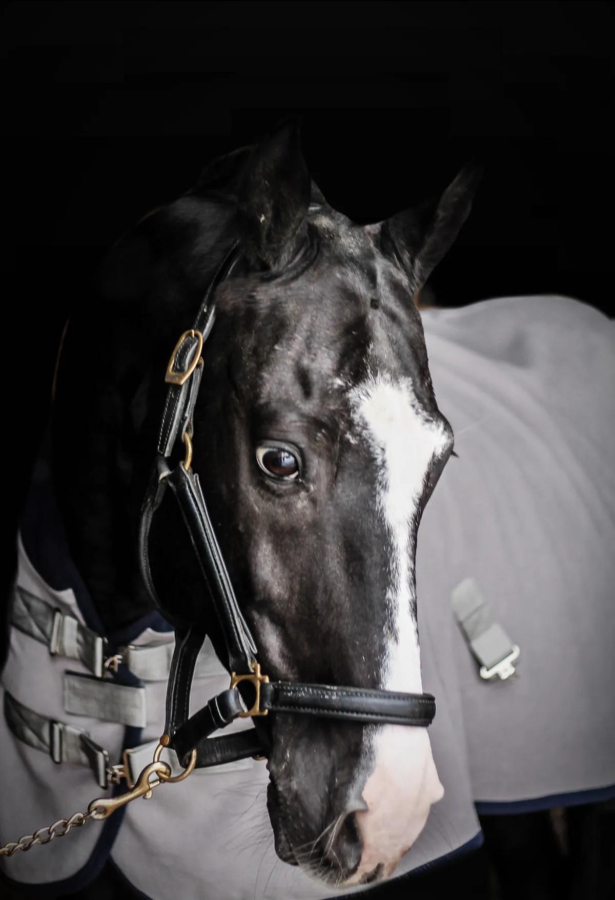 Попона флисовая FAVORITE HORSE Aristocratic (серая)