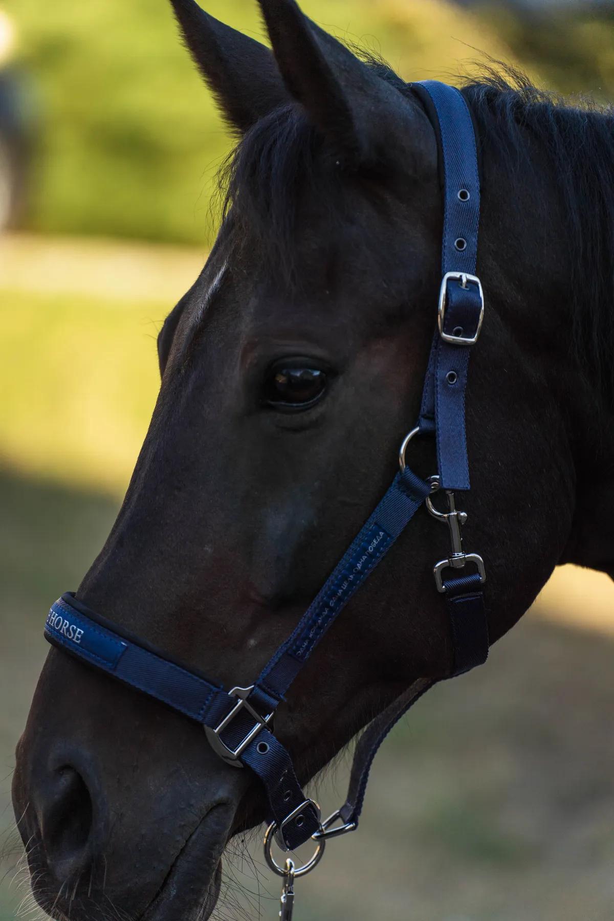 Недоуздок FAVORITE HORSE Comfort (синий)