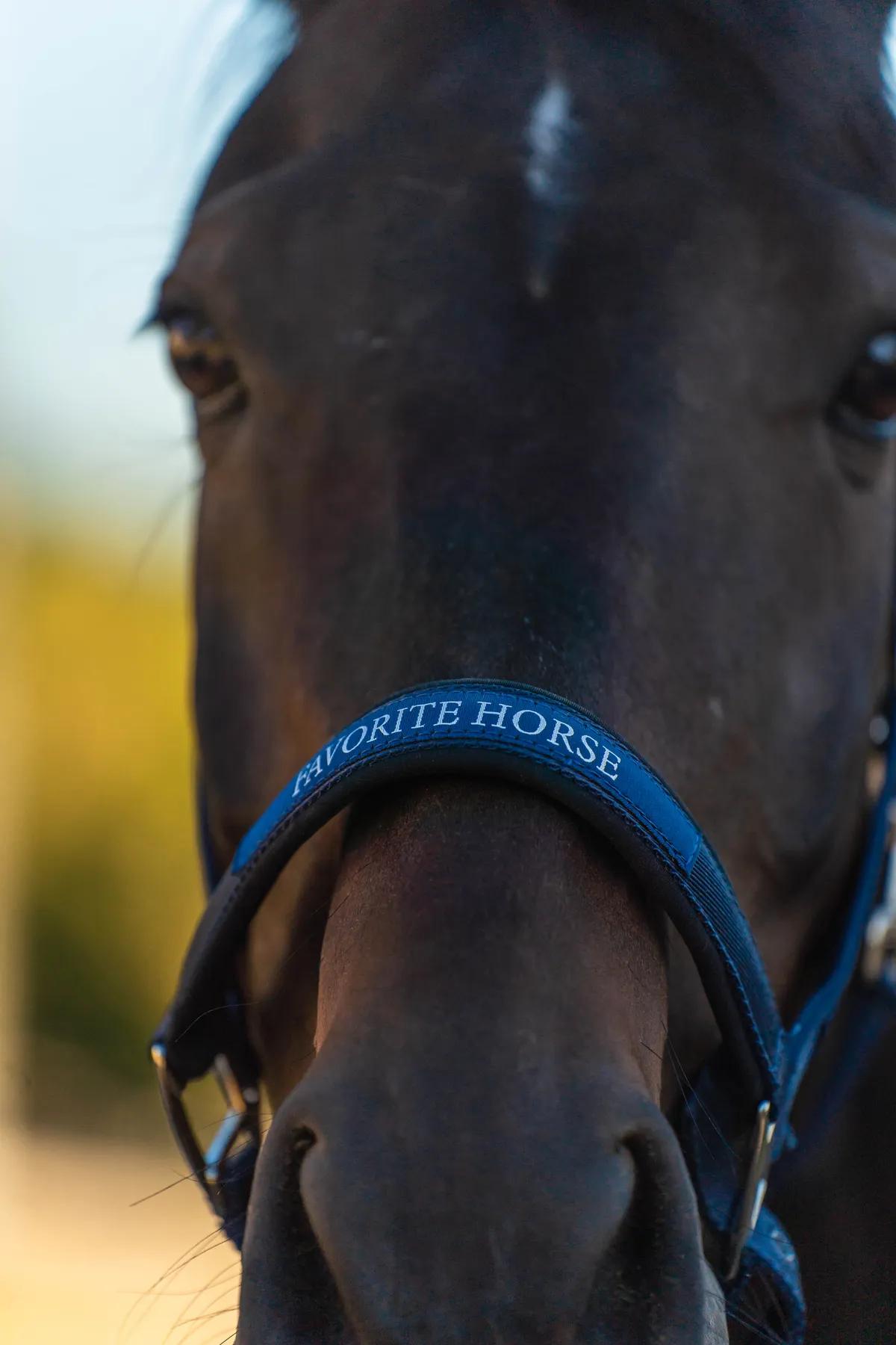 Недоуздок FAVORITE HORSE Comfort (синий)